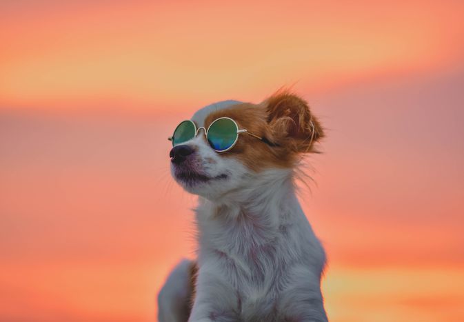 狗最好的太阳镜