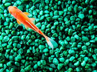 鱼缸里的金鱼和绿色的砾石