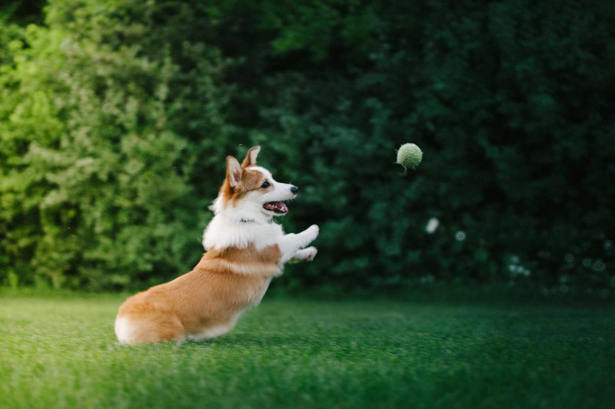 一只棕白相间的柯基犬在空中跳来跳去接网球。