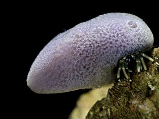 Calcinus laevimanus(夏威夷寄居蟹，矮斑马寄居蟹)-带海绵