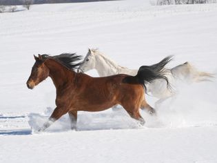 阳光下在雪地上奔跑的马