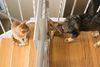 小狗和猫隔着婴儿门互相看