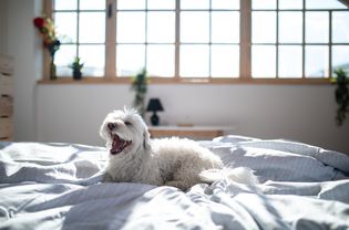 白狗在白床单的床上打哈欠。