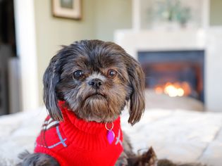 狗在冬天穿着毛衣在火