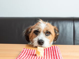 一只混合梗狗盯着桌上的一块奶酪