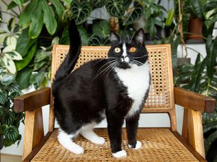 黑白相间的燕尾服猫站在藤椅上，周围是植物
