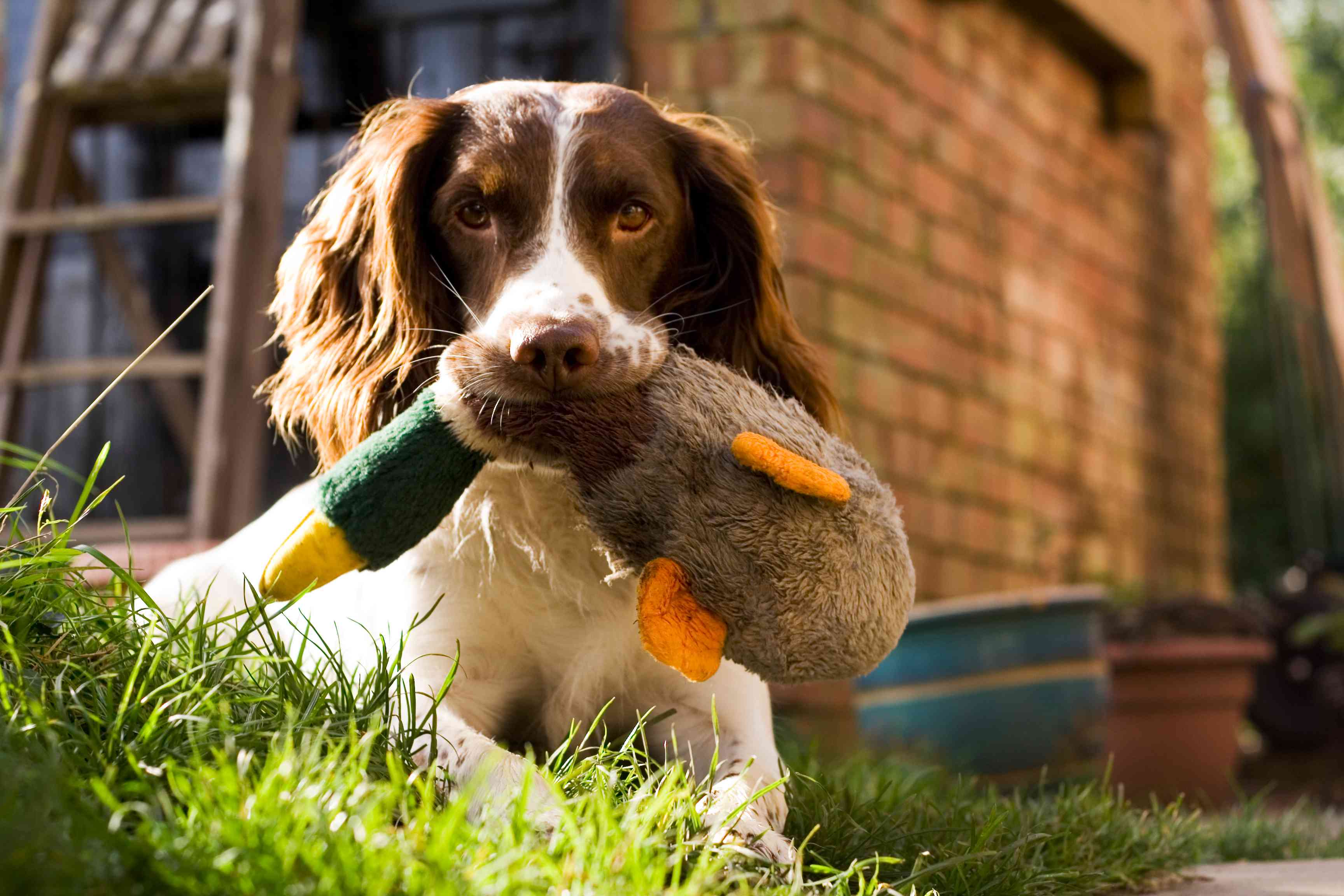 英国施普林格猎犬躺在外面，嘴里含着鸭子玩具。