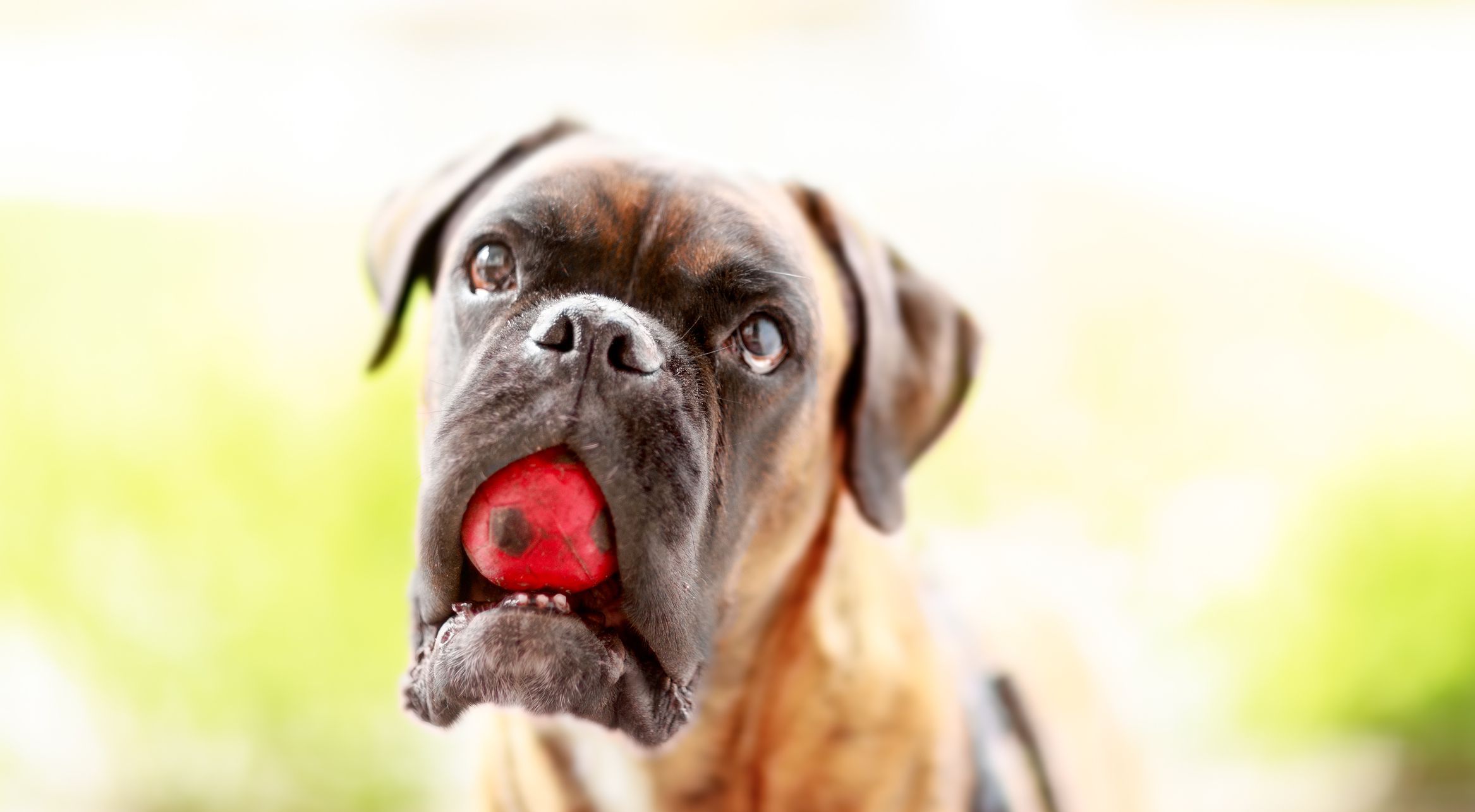 一只嘴里叼着红球的拳师犬。