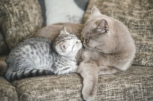 老猫和小猫在灰色沙发上