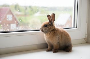 宠物兔子凝视着窗外