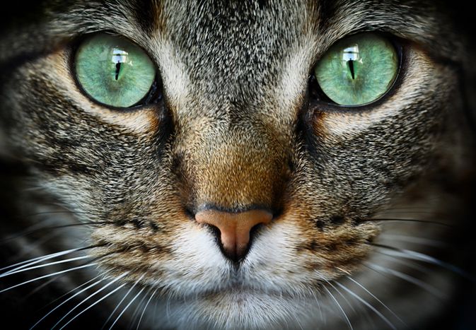 绿色的猫的眼睛