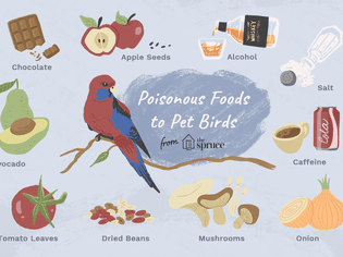 给宠物鸟吃有毒食物的插图
