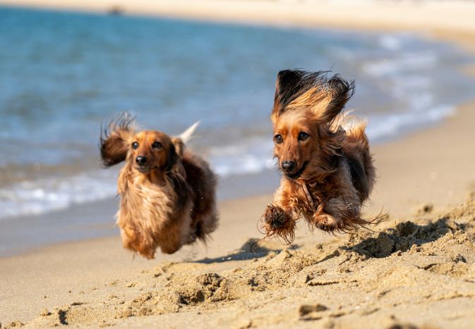 两只棕黑相间的长毛狗在沙滩上奔跑