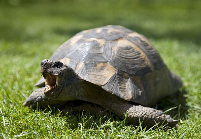 一只成年乌龟在草地上
