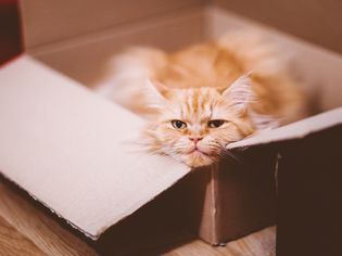 姜色斑猫躺在纸板箱里