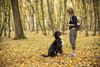 一位年轻的妇女在森林里教她的伯尔尼山犬如何坐着。