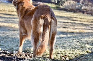 金毛猎犬，软塌塌的尾巴站在外面