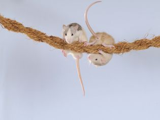 花式老鼠，乳白色的哈士奇，爬在绳子上