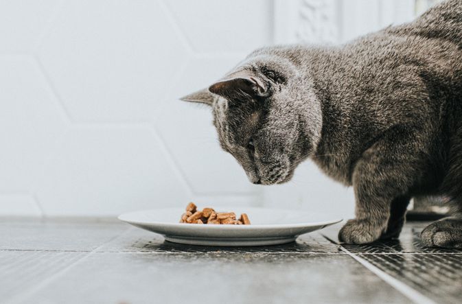 猫吃湿食物