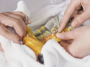 治疗鸟类翅膀的兽医