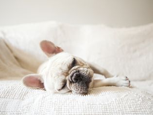 在沙发上睡觉的法国狗