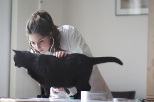兽医正在检查黑猫。
