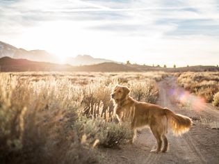 日落沙漠中的金毛猎犬