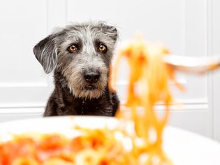 一只黑色的毛茸茸的狗盯着一盘意大利面。