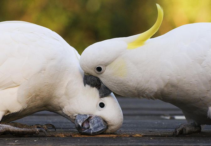 硫冠凤头鹦鹉打架，丹登农山脉，维多利亚州，澳大利亚
