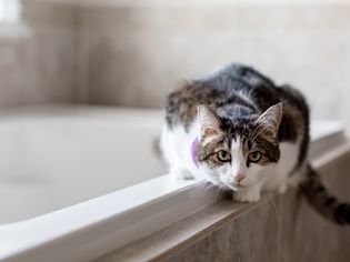 猫蹲坐在浴缸边上