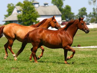 两匹棕色的马在牧场上奔跑