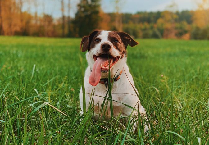 一只白棕色相间的狗坐在草地上