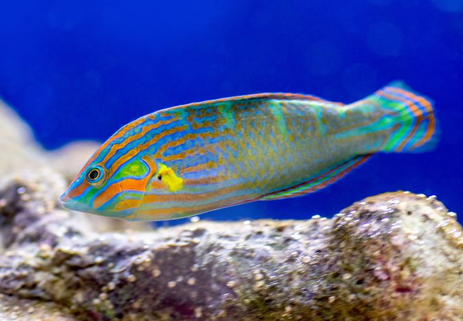 水箱特写中，有绿色、橙色和蓝色条纹鳞的濑鱼在游动