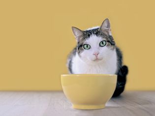 虎斑&白猫蹲在一个食物碗后面，看着相机