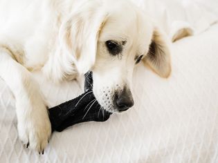 一只狗在啃袜子