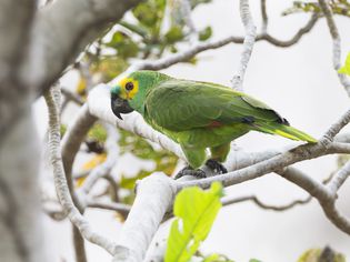 蓝绿色的亚马逊鹦鹉栖息在树枝上