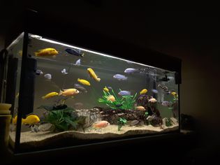 大约20条不同的鱼在一个鱼缸里游泳。
