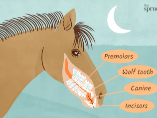 了解马的牙齿插画