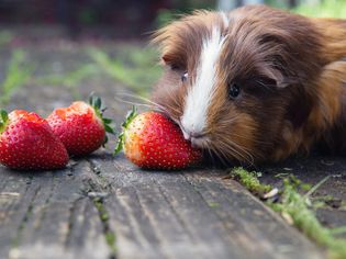 棕色和白色毛发的豚鼠在木质表面吃草莓