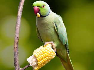 一只野鹦鹉正在吃玉米棒子