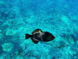 珊瑚礁背景上的黑箭鱼。Molokini,毛伊岛,夏威夷。