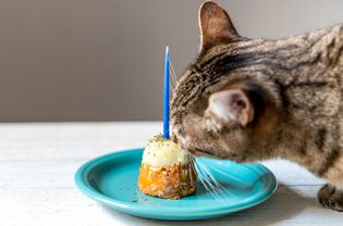 棕色条纹猫拿着蜡烛吃生日蛋糕