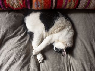 一只猫蜷缩成最佳睡姿