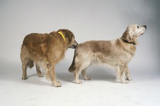 一只金毛猎犬在嗅另一只金毛猎犬的屁股。