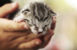 小灰虎斑猫在手里
