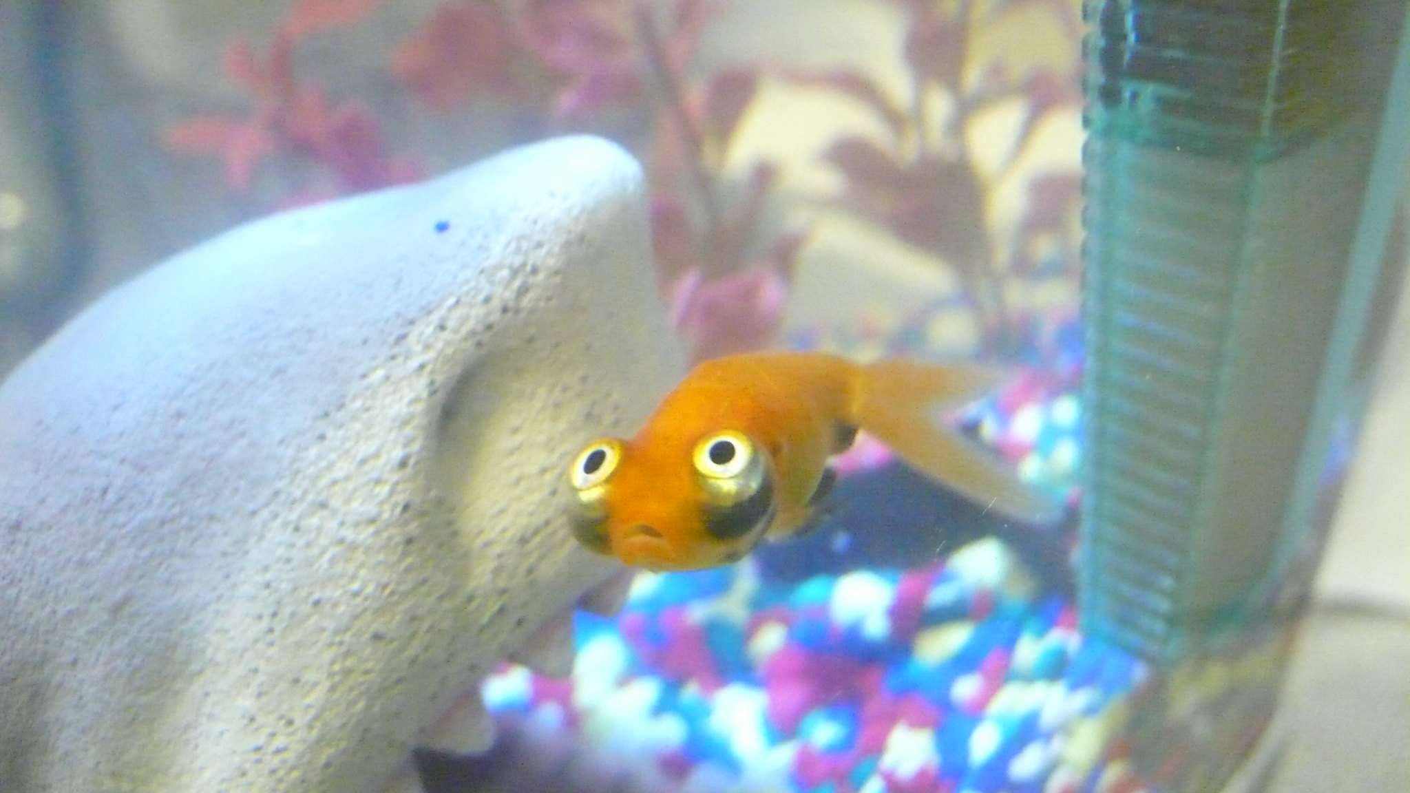 鱼缸里的天眼金鱼