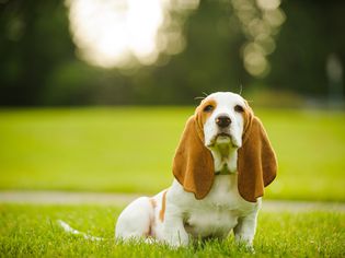 长着长耳朵的巴吉特猎犬坐在草地上。