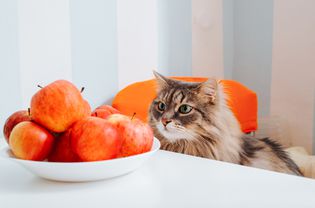 长毛虎斑猫看着一碗苹果