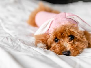 浅棕色的毛茸茸的狗穿着粉红色的狗衣服在白色的床上