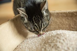 棕色和黑色的猫在猫砂盒里吃东西